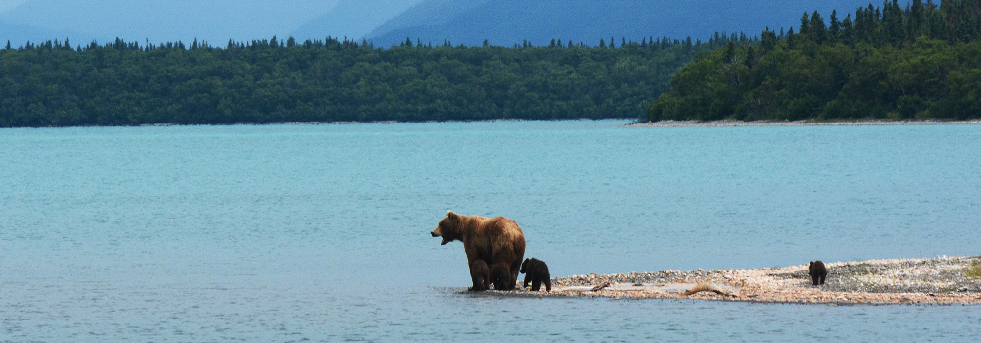 A Bear and two cubs stand at the shore of a lake in Katmai National Park and Preserve National park in Alaska