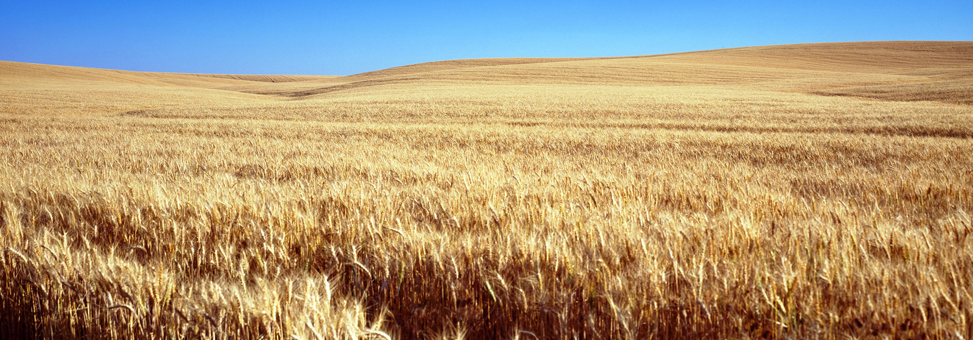 Golden wheat field on the great central plain of the United States in Kansas