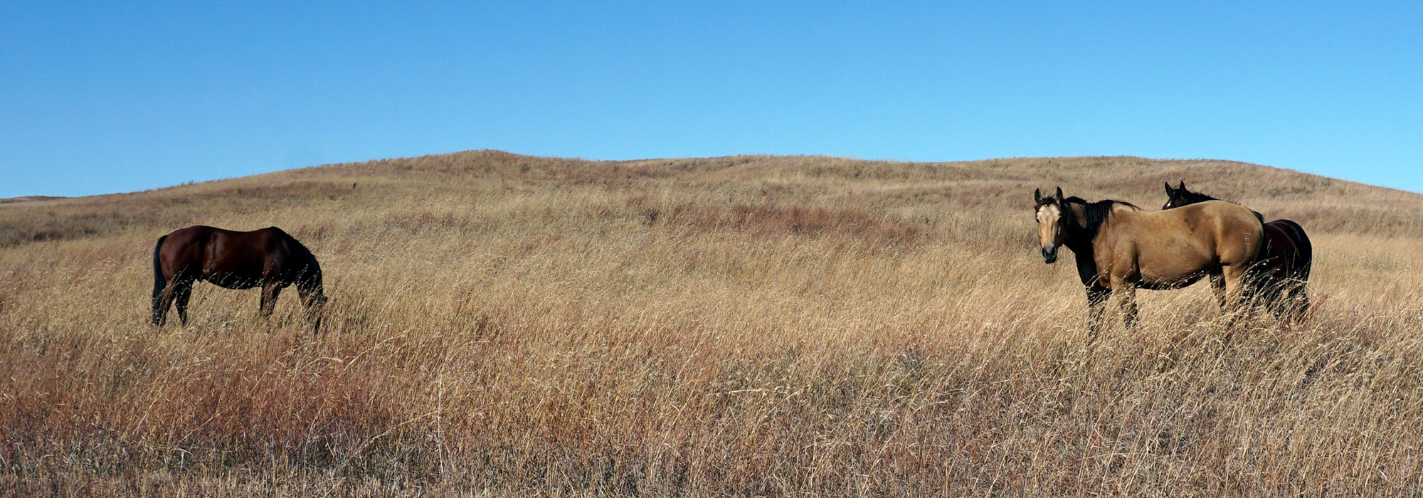 3 Wild horses grazing on Great Plains Nebraska on a sunny day